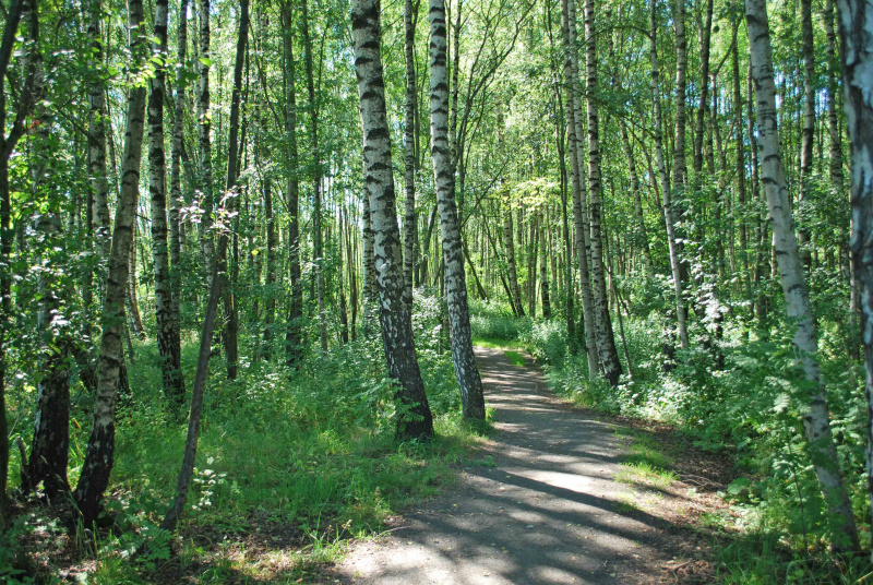 Fil:Alnaparken for OBL.jpg